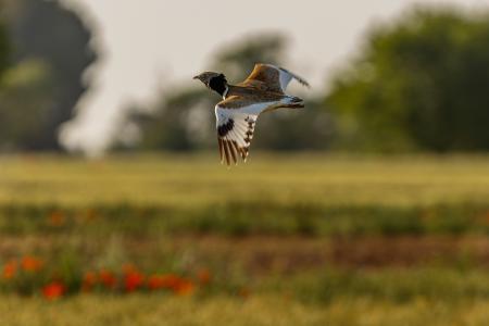 Sison en vuelo sobre campos de cereal en primavera