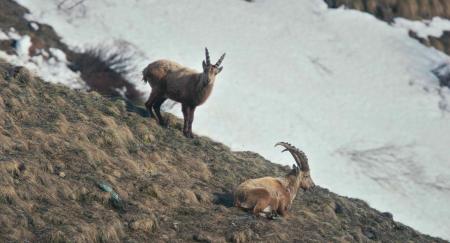 $htmlUtil.escape($alt)