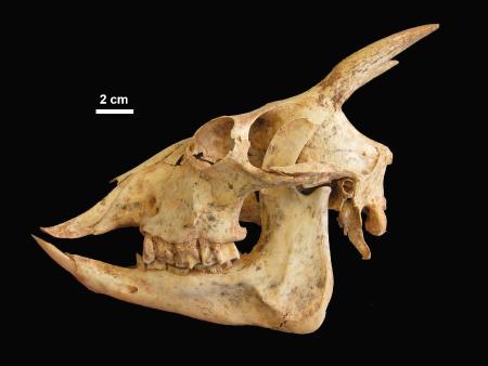 $htmlUtil.escape($alt)