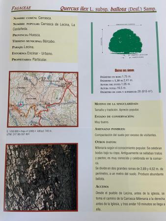 Árboles de Aragón