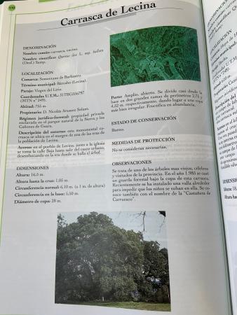 Árboles notables de la provincia de Huesca