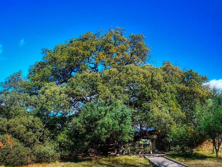 La carrasca de Lecina, Árbol Europeo 2021: Tema del Mes en la Biblioteca del IEA